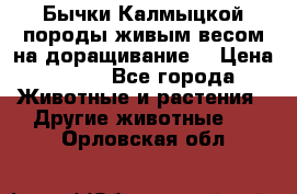 Бычки Калмыцкой породы живым весом на доращивание. › Цена ­ 135 - Все города Животные и растения » Другие животные   . Орловская обл.